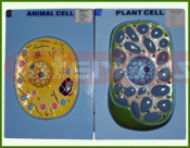 Animal Cell & Plant Cell